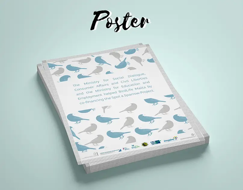 Poster Graphic Design - Birdlife in Malta